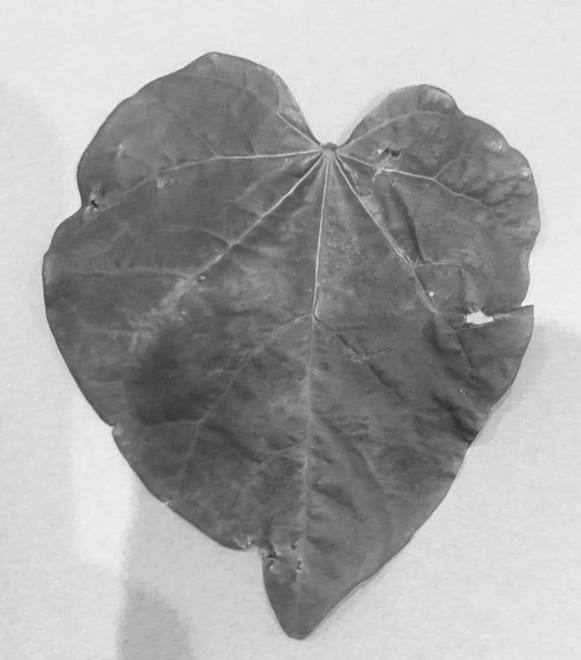 DAED785B-28CA-4378-BCB8-4B387ECA45F4